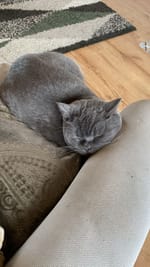 Ivy 🐱